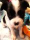 Papillon Puppies for sale in Cheyenne, WY 82009, USA. price: NA