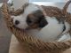 Papillon Puppies for sale in Mackay, Queensland. price: NA