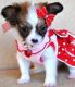 Papillon Puppies for sale in Springfield, IL, USA. price: NA