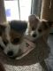 Papillon Puppies for sale in Sterling Heights, Michigan. price: $900