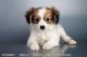 Papillon Puppies for sale in San Diego, CA, USA. price: NA