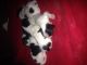Papillon Puppies for sale in New Hampshire, USA. price: NA