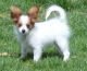 Papillon Puppies for sale in Tampa, FL, USA. price: NA