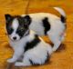 Papillon Puppies for sale in New Middletown, IN, USA. price: NA
