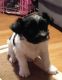 Papillon Puppies for sale in Aumsville, OR 97325, USA. price: $450