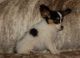 Papillon Puppies for sale in Brownton, MN 55312, USA. price: $800