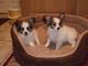 Papillon Puppies for sale in Honolulu, HI, USA. price: NA