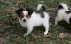 Papillon Puppies for sale in Stamford, CT, USA. price: $300