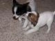 Papillon Puppies for sale in Cokeville, WY 83114, USA. price: $500