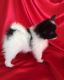 Papillon Puppies for sale in Bakersfield, CA, USA. price: NA