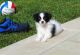 Papillon Puppies for sale in East Lansing, MI, USA. price: $500