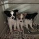 Papillon Puppies for sale in Sussex, NJ 07461, USA. price: $750