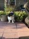 Papillon Puppies for sale in Canton, OH, USA. price: $495