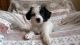Papillon Puppies for sale in El Paso, TX, USA. price: NA