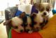 Papillon Puppies for sale in Minneapolis, MN, USA. price: NA
