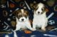 Papillon Puppies for sale in Spokane, WA, USA. price: NA