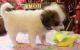 Papillon Puppies for sale in Baywood-Los Osos, CA 93402, USA. price: NA