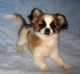 Papillon Puppies for sale in Jackson, MS, USA. price: NA