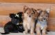 Papillon Puppies for sale in Akeley, MN 56433, USA. price: $200