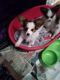 Papillon Puppies for sale in Los Angeles, CA 90005, USA. price: NA