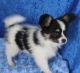 Papillon Puppies for sale in San Francisco, CA, USA. price: NA
