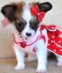 Papillon Puppies for sale in Miami, Floride, États-Unis. price: NA