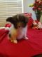 Papillon Puppies for sale in Trenton, MI 48183, USA. price: NA