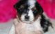 Papillon Puppies for sale in Milwaukee, WI, USA. price: NA