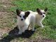 Papillon Puppies for sale in Corydon, IN 47112, USA. price: NA