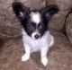 Papillon Puppies for sale in Austin, TX, USA. price: NA