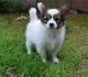 Papillon Puppies for sale in Tecate, CA 91987, USA. price: NA