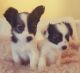 Papillon Puppies for sale in Jacksonville, FL, USA. price: NA
