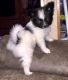 Papillon Puppies for sale in Mound, MN 55364, USA. price: $400