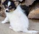 Papillon Puppies for sale in Glastonbury, CT, USA. price: $500