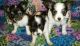 Papillon Puppies for sale in Jacksonville, FL 32238, USA. price: NA