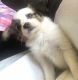 Papillon Puppies for sale in Ohio City, Cleveland, OH, USA. price: NA
