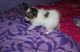 Papillon Puppies for sale in Pittsburgh, PA 15252, USA. price: $500