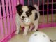Papillon Puppies for sale in Brooklyn, NY, USA. price: NA