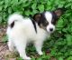 Papillon Puppies for sale in Norwich, CT, USA. price: $500