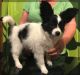 Papillon Puppies for sale in Atlantic Ave, New York, NY, USA. price: $300
