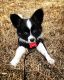 Papillon Puppies for sale in Sandy Springs, GA, USA. price: $900