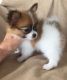 Papillon Puppies for sale in Louisville, KY, USA. price: $500