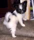 Papillon Puppies for sale in Poland, ME 04274, USA. price: NA