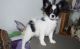 Papillon Puppies for sale in St. Louis, MO 63139, USA. price: NA