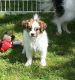 Papillon Puppies for sale in Houston, TX 77012, USA. price: NA