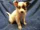 Papillon Puppies for sale in Maryland Parkway, Las Vegas, NV, USA. price: NA