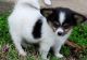 Papillon Puppies for sale in Conneaut, OH 44030, USA. price: $500