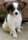 Papillon Puppies for sale in Yazoo City, MS 39194, USA. price: NA