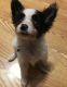 Papillon Puppies for sale in Decatur, AL, USA. price: $500