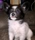 Papillon Puppies for sale in Chappaqua, NY, USA. price: $500